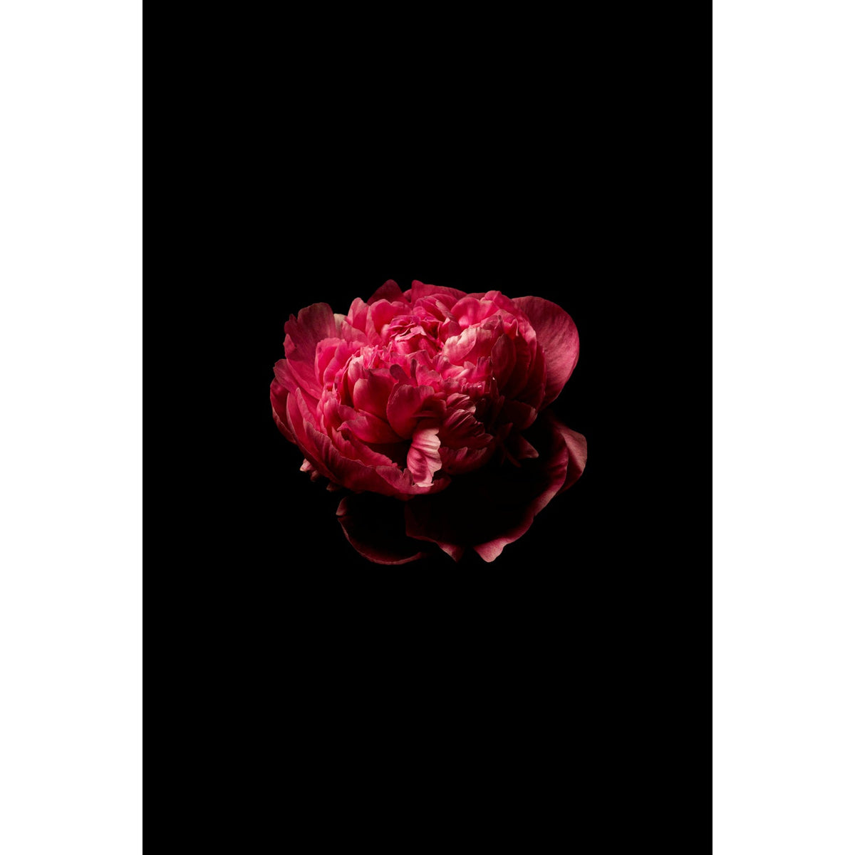 Peony 10" x 8" - Petroff Gallery -  - Tamara Bahry - Peony, 10" x 8"